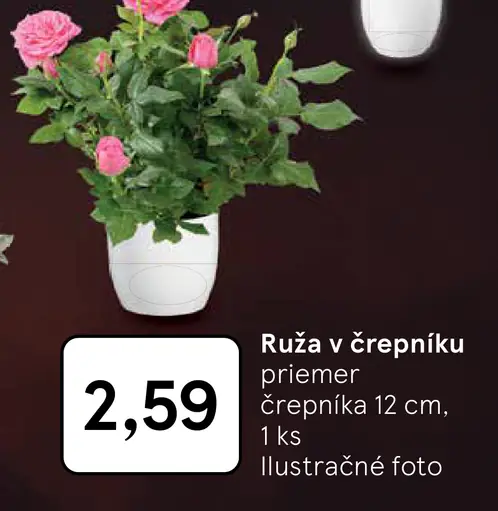 Ruže v črepníku