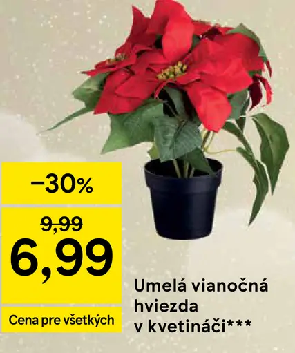 Vianočná hviezda v kvetináči