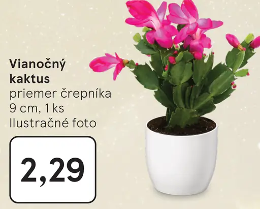 Vianočný kaktus