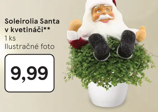 Soleirolia Santa v kvetináči