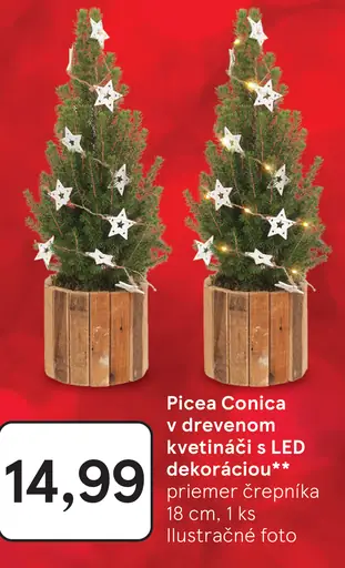 Picea Conica v drevenom kvetináči s LED dekoráciou