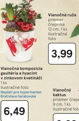 Vianočná kompozícia gaulthéria a hyacint v zinkovom kvetináči