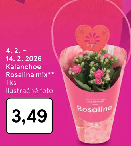 Kalanchoe Rosalina mix kvet v kvetináči