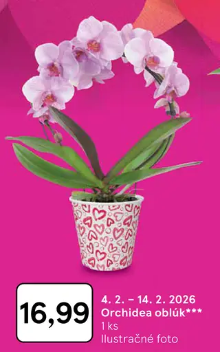 Orchidea oblúk kvet v kvetináči