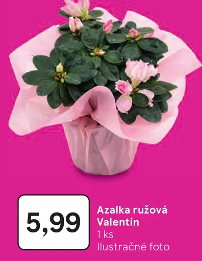 Azalka ružová Valentin