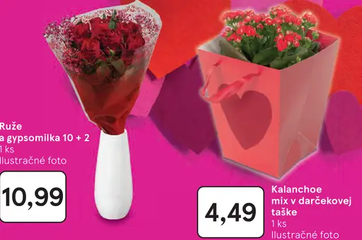 Kalanchoe mix v darčekovej taške