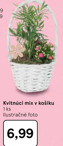 Kvitnúci mix v košíku