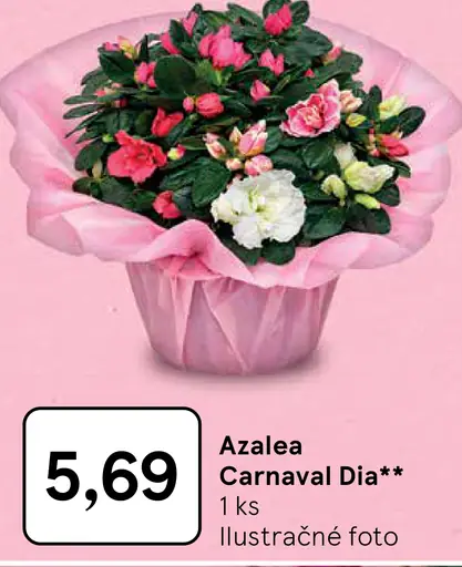 Azalea Carnaval Dia v črepníku