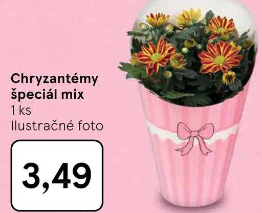 Chryzantémy špeciál mix v črepníku