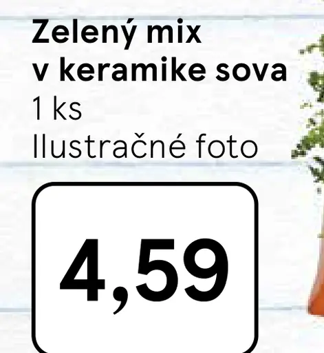 Zelená rastlina v keramike