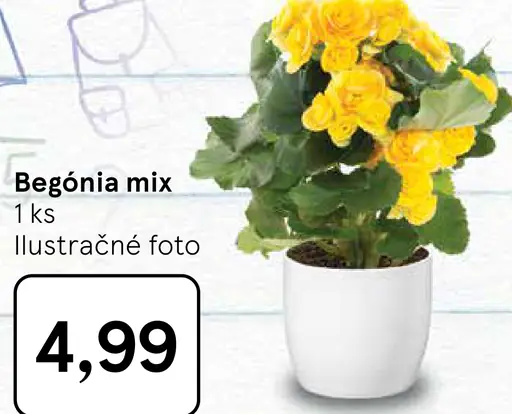 Begónia mix kvet v črepníku