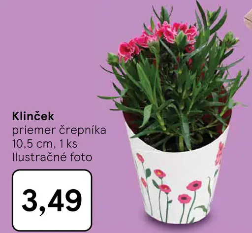 Klinček v črepníku priemer 10,5 cm