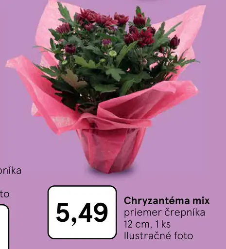 Chryzantéma mix v črepníku priemer 12 cm