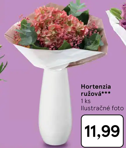 Hortenzia ružová
