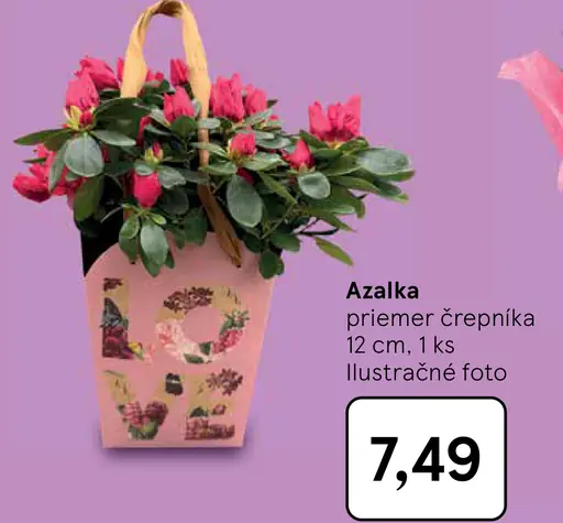 Azalka v črepníku priemer 12 cm