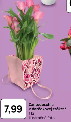 Zantedeschia v darčekovej taške
