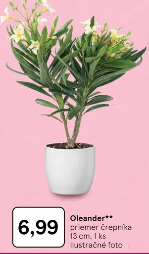 Oleander