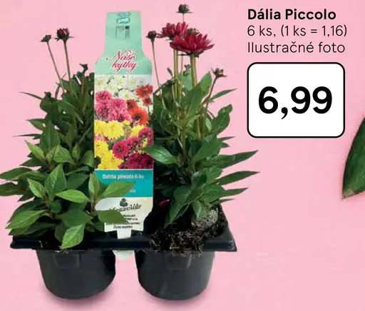 Dália Piccolo
