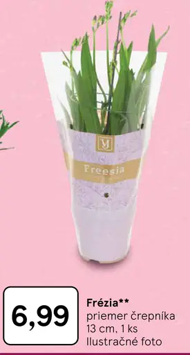 Frézia