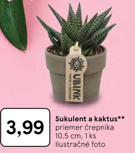 Sukulent a kaktus v črepníku