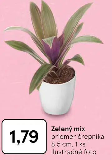 Zelený mix v črepníku