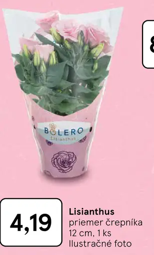 Lisianthus črepníková rastlina