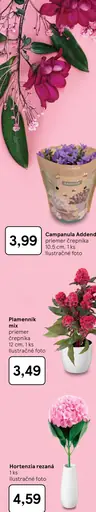 Campanula Addenda črepníková rastlina
