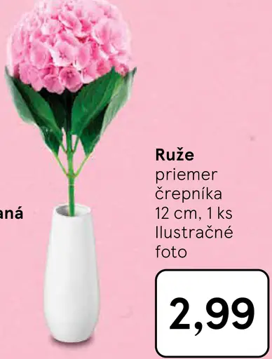 Ruže črepníková rastlina
