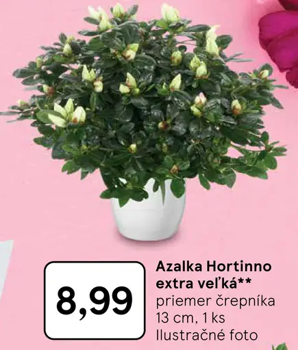 Azalka Hortinno extra veľká črepníková rastlina