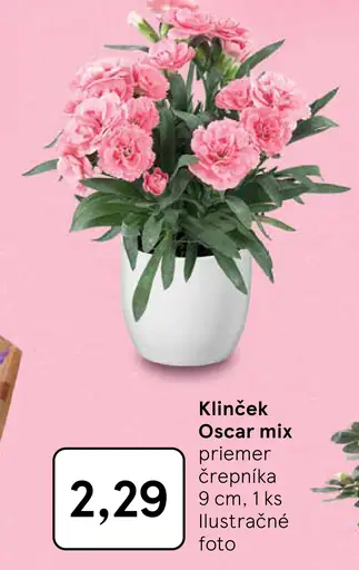 Klinček Oscar mix črepníková rastlina