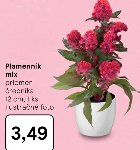 Plamenník mix črepníková rastlina