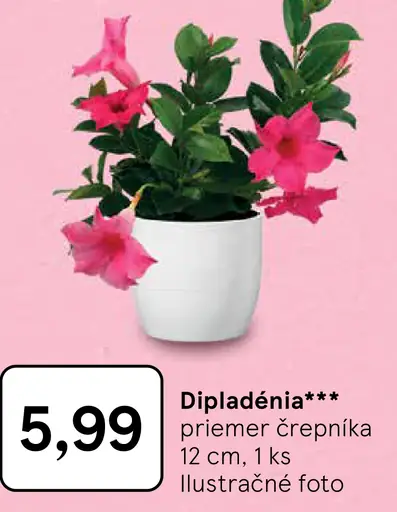 Dipladénia kvitnúca rastlina