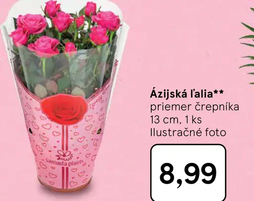 Ázijská ľalia črepníková rastlina