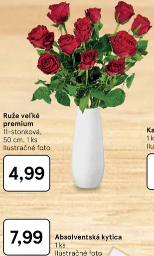 Růže veľké premium