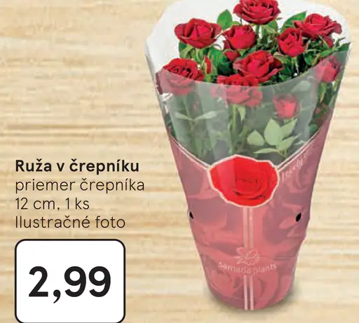 Ruže v črepníku