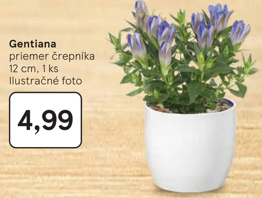 Gentiana v črepníku