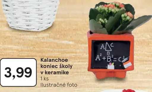 Kalanchoe koniec školy v keramike