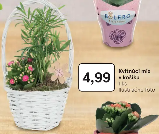 Kvitnúci mix v košíku