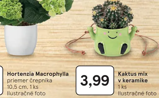 Hortenzia Macrophylla v črepníku