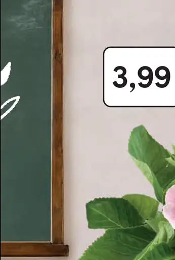 Gloxínia v črepníku