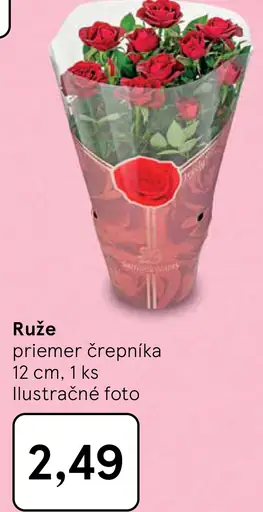 Ruže v črepníku
