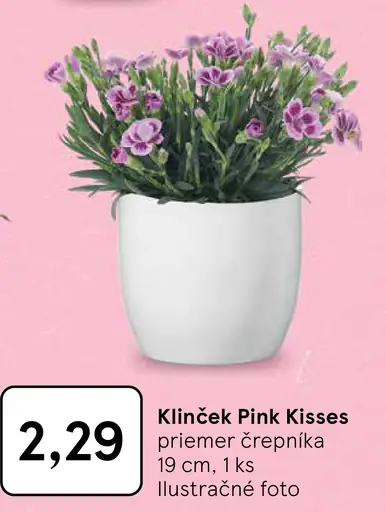 Klinček Pink Kisses v črepníku