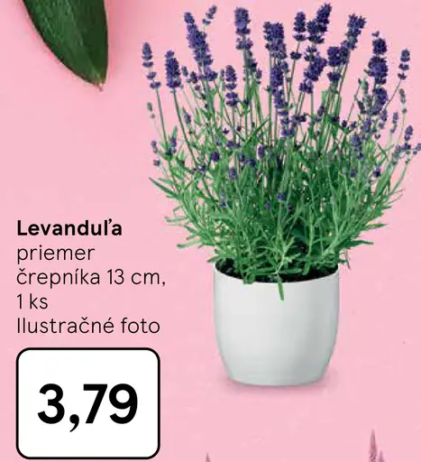 Levanduľa v črepníku