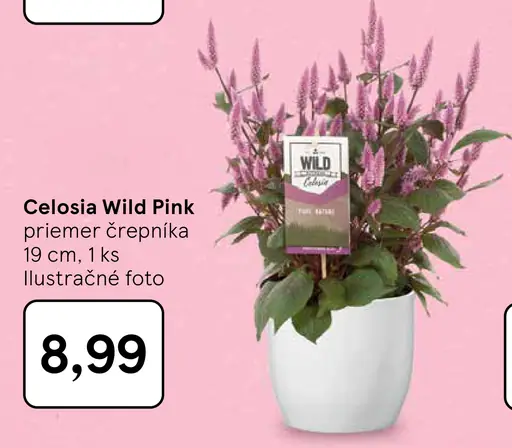 Celosia Wild Pink v črepníku
