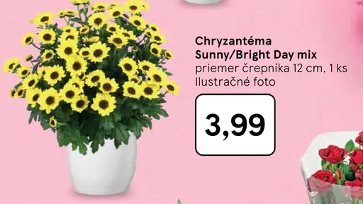 Chryzantéma Sunny/Bright Day mix v črepníku