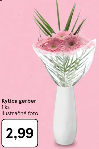 Kytica gerber