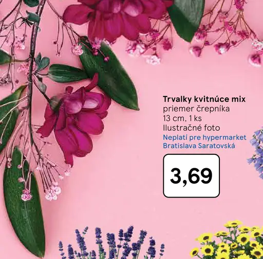 Trvalky kvitnúce mix v črepníku