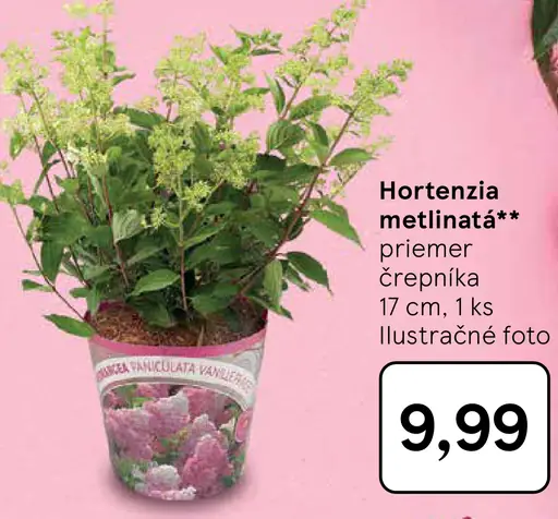 Hortenzia metlinatá črepníková rastlina