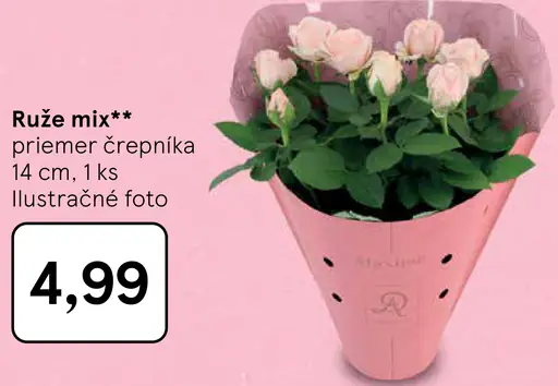 Ruže mix, črepníková rastlina