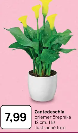 Zantedeschia, črepníková rastlina